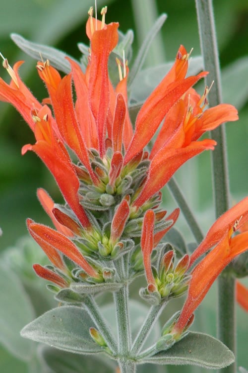  Uruguayan Firecracker Hummingbird Plant (Dicliptera Suberecta) - 3 Pack Of Quart Pots