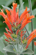  Uruguayan Firecracker Hummingbird Plant (Dicliptera Suberecta) - 3 Pack Of Quart Pots