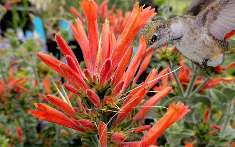  Uruguayan Firecracker Hummingbird Plant (Dicliptera Suberecta) - 3 Pack Of Quart Pots