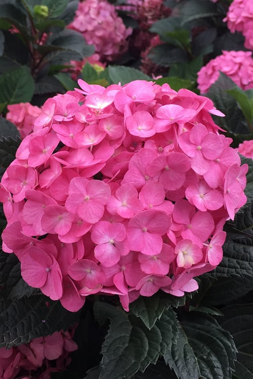  After Midnight Hydrangea - 3 Gallon Pot