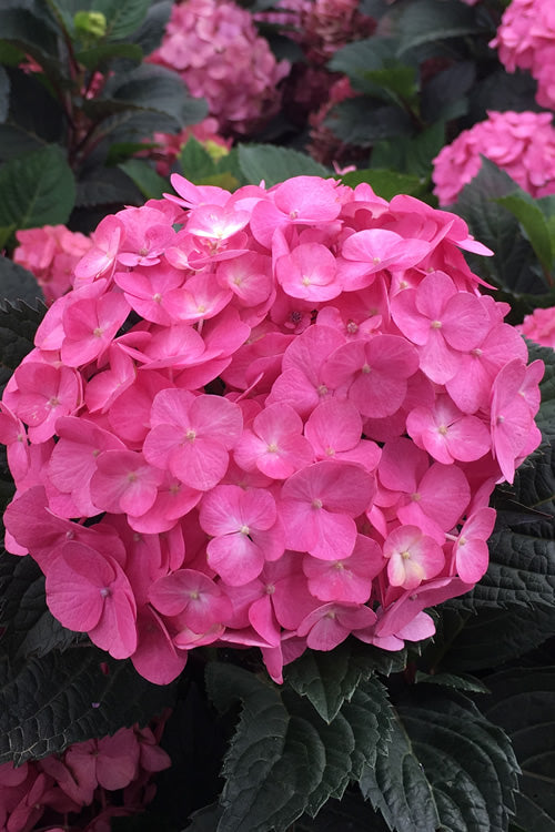  After Midnight Hydrangea - 3 Gallon Pot