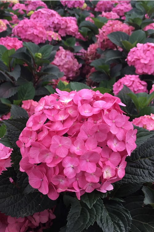  After Midnight Hydrangea - 3 Gallon Pot