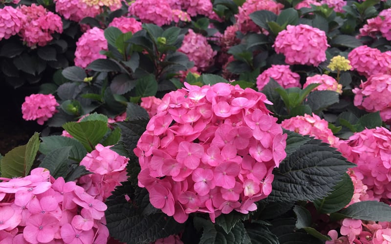  After Midnight Hydrangea - 3 Gallon Pot