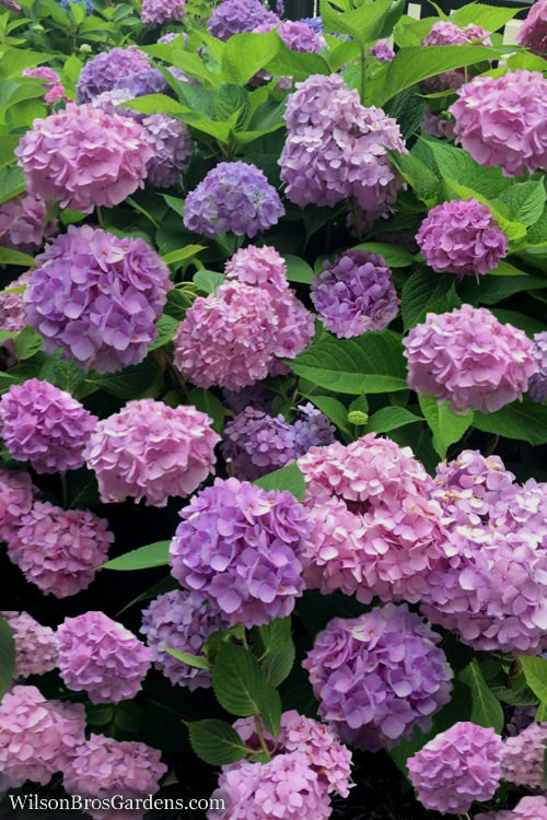  All Summer Beauty Hydrangea - 3 Gallon Pot