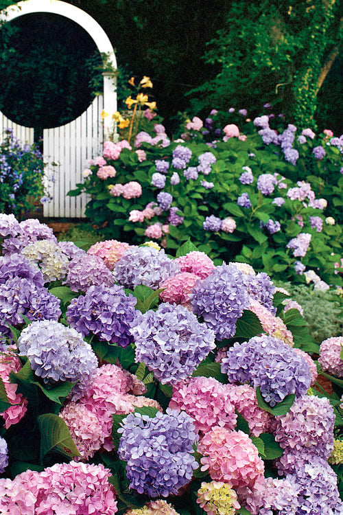  All Summer Beauty Hydrangea - 3 Gallon Pot