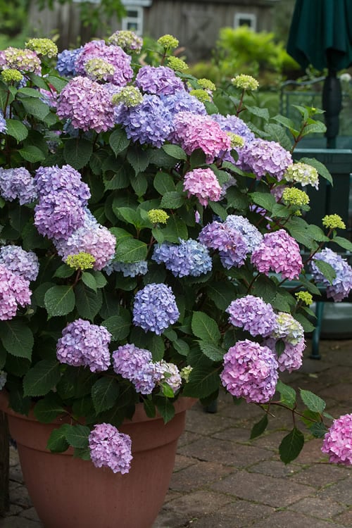  All Summer Beauty Hydrangea - 3 Gallon Pot