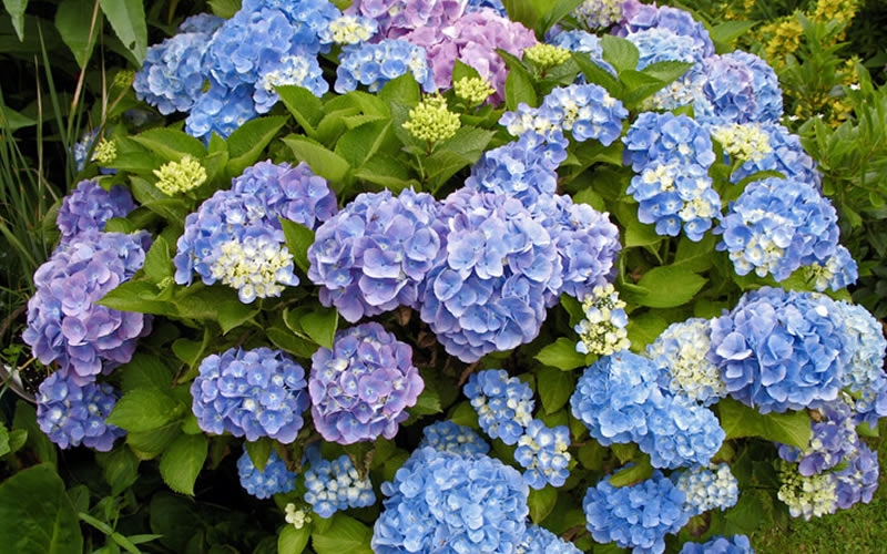  All Summer Beauty Hydrangea - 3 Gallon Pot