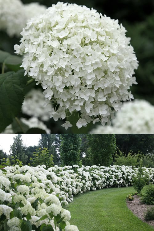  Annabelle Hydrangea - 3 Gallon Pot