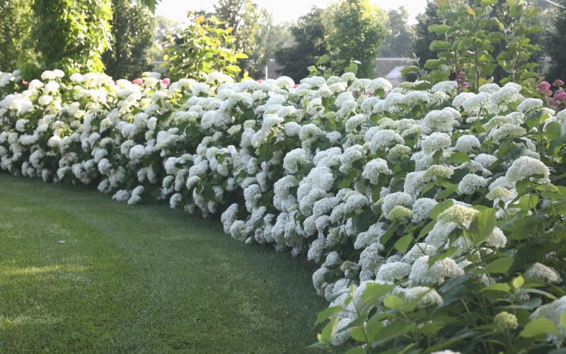  Annabelle Hydrangea - 1 Gallon Pot