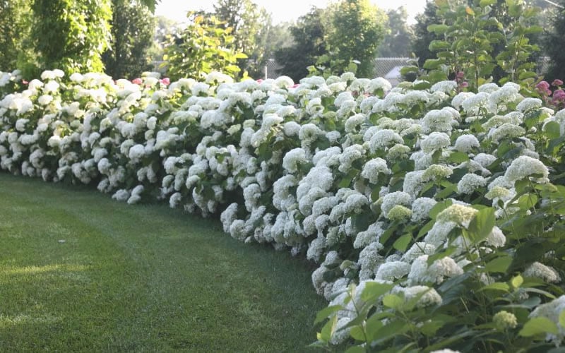  Annabelle Hydrangea - 3 Gallon Pot