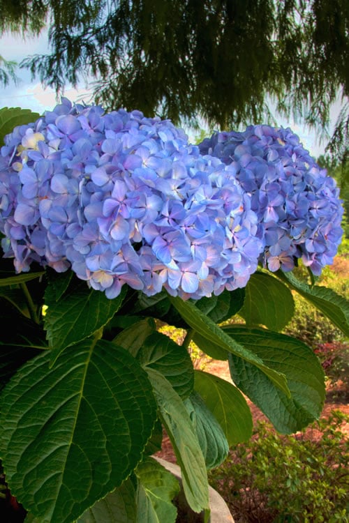  Big Daddy Hydrangea - 3 Gallon Pot