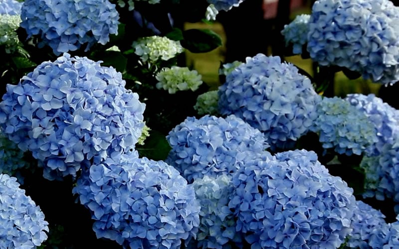  Big Daddy Hydrangea - 3 Gallon Pot