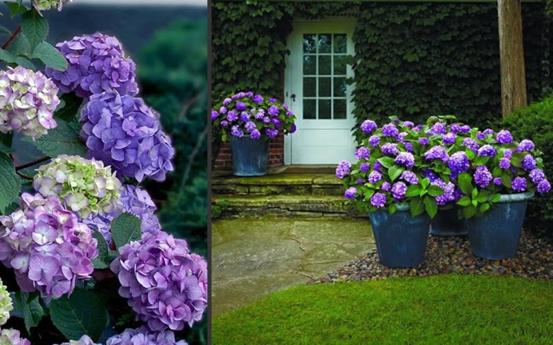  Bloomstruck Endless Summer Hydrangea - 3 Gallon Pot