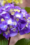  Bloomstruck Endless Summer Hydrangea - 1 Gallon Pot