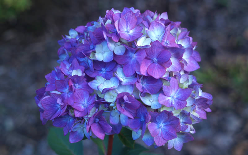 Bloomstruck Endless Summer Hydrangea - 1 Gallon Pot