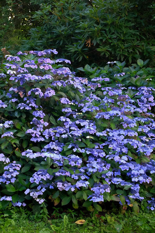  Blue Wave Lacecap Hydrangea - 3 Gallon Pot