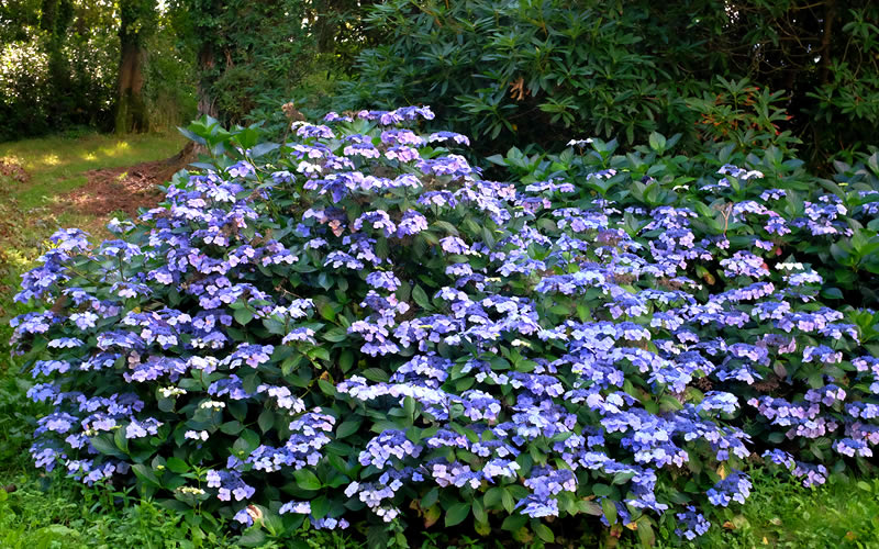  Blue Wave Lacecap Hydrangea - 3 Gallon Pot
