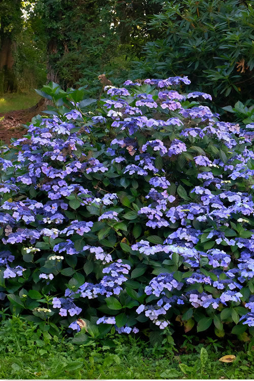  Blue Wave Lacecap Hydrangea - 3 Gallon Pot