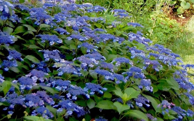  Bluebird Hydrangea - 3 Gallon Pot