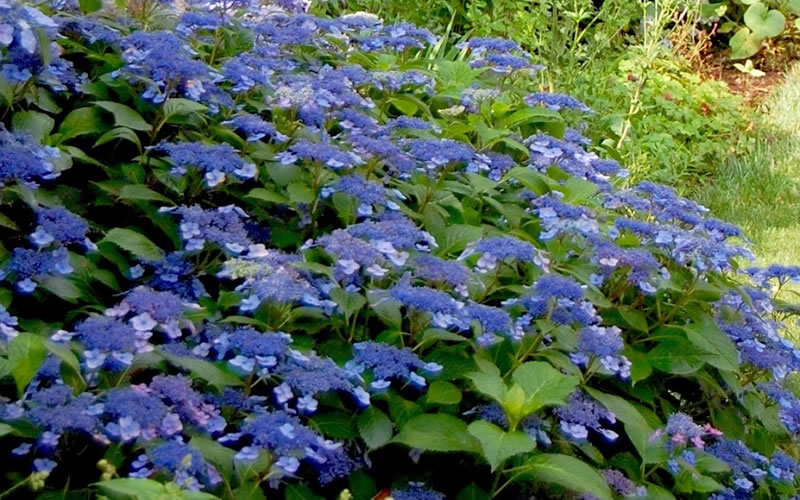  Bluebird Hydrangea - 1 Gallon Pot