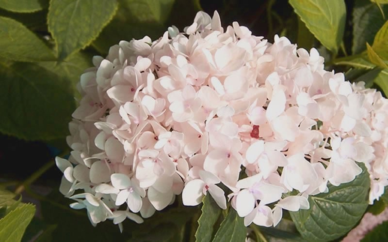  Blushing Bride Endless Summer Hydrangea - 2 Gallon Pot