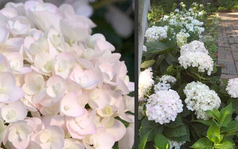  Blushing Bride Endless Summer Hydrangea - 2 Gallon Pot