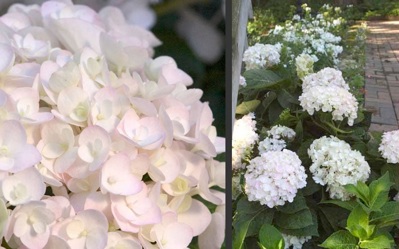  Blushing Bride Endless Summer Hydrangea - 3 Gallon Pot