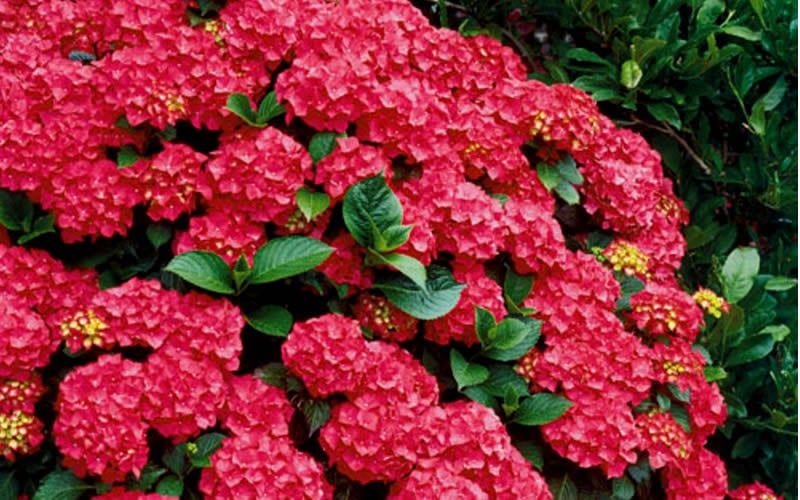  Cardinal Red Hydrangea - 1 Gallon Pot
