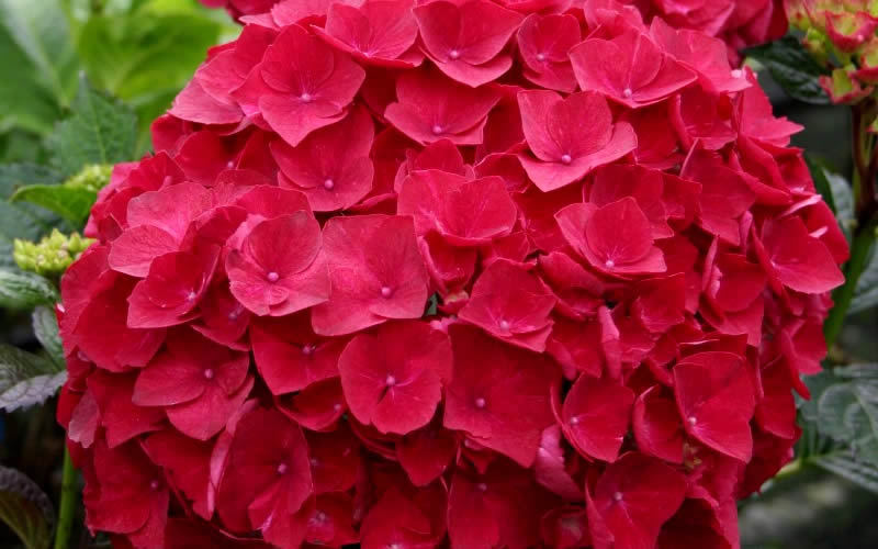  Cardinal Red Hydrangea - 3 Gallon Pot