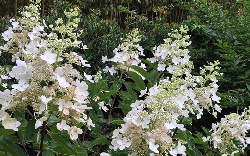  Kyushu Hydrangea - 3 Gallon Pot