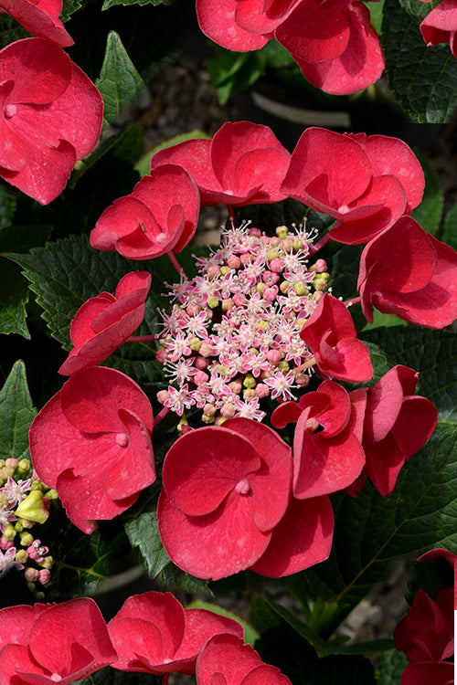  Cherry Explosion Hydrangea - 1 Gallon Pot