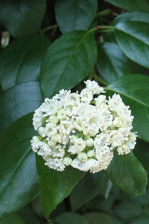  Climbing Hydrangea - Decumaria Barbara - 3 Gallon Pot