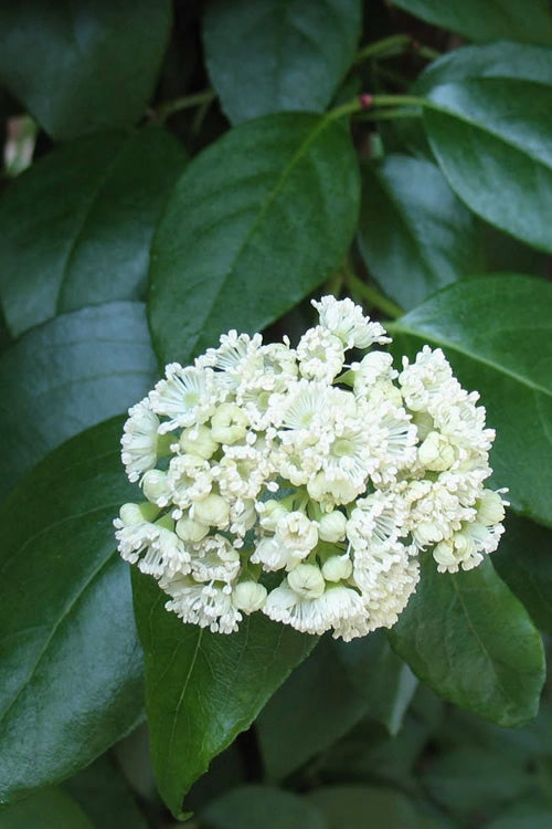  Climbing Hydrangea - Decumaria Barbara - 3 Gallon Pot