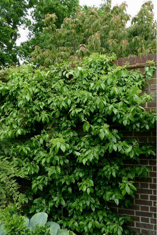  Climbing Hydrangea - Decumaria Barbara - 3 Gallon Pot