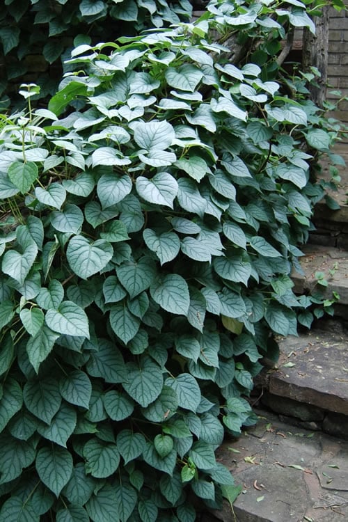  Moonlight Climbing Hydrangea - 5 Gallon Pot