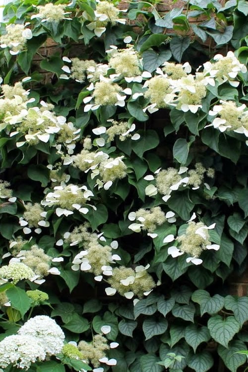  Moonlight Climbing Hydrangea - 2 Gallon Pot
