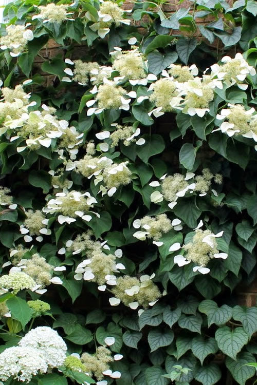  Moonlight Climbing Hydrangea - 5 Gallon Pot
