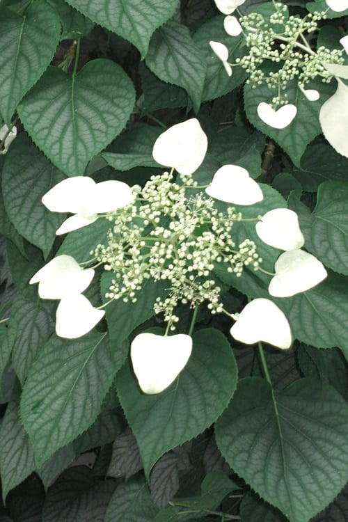  Moonlight Climbing Hydrangea - 5 Gallon Pot