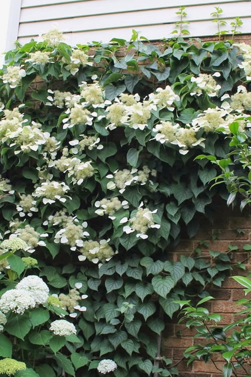  Moonlight Climbing Hydrangea - 2 Gallon Pot