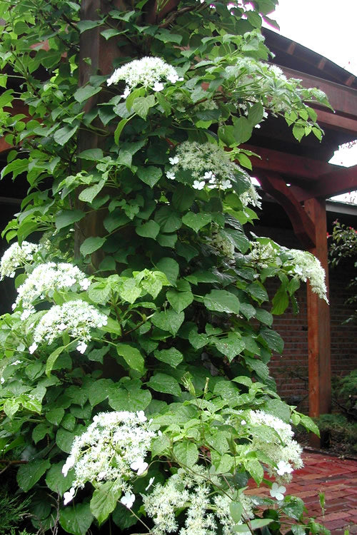  Climbing Hydrangea 'Petiolaris' - 5 Gallon Pot (4-5')