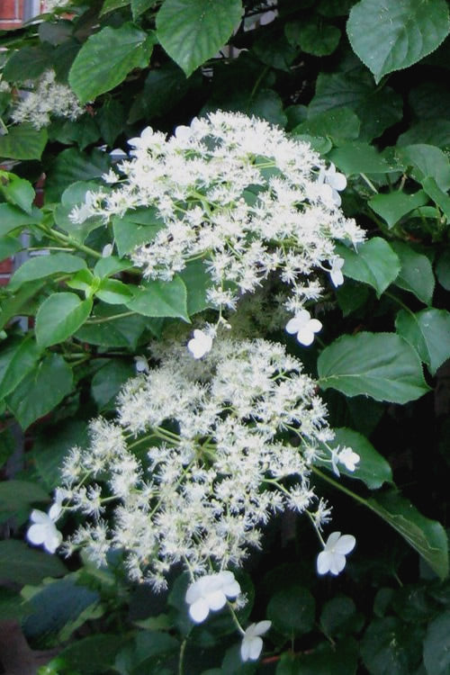  Climbing Hydrangea 'Petiolaris' - 2 Gallon Pot