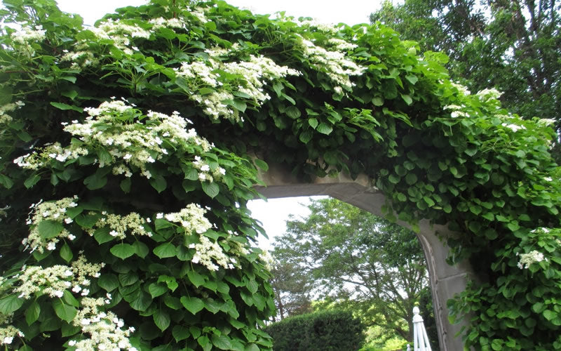  Climbing Hydrangea 'Petiolaris' - 2 Gallon Pot
