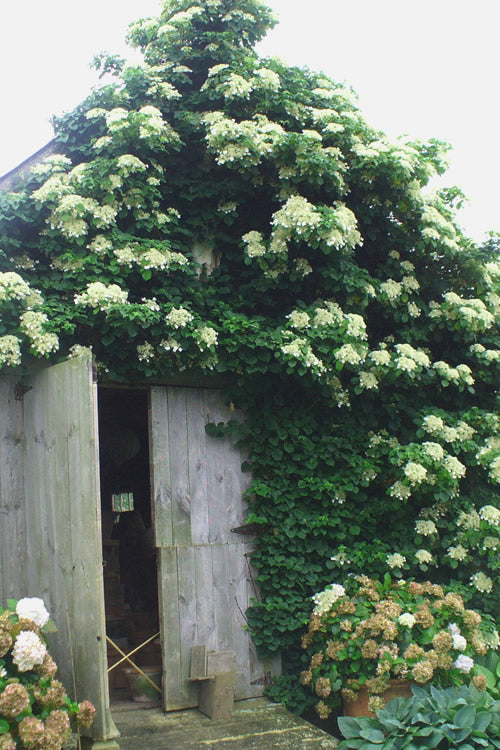  Climbing Hydrangea 'Petiolaris' - 5 Gallon Pot (4-5')