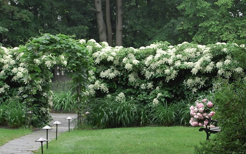  Climbing Hydrangea 'Petiolaris' - 2 Gallon Pot