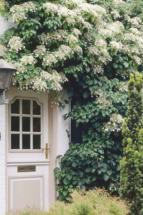  Moonlight Climbing Hydrangea - 2 Gallon Pot