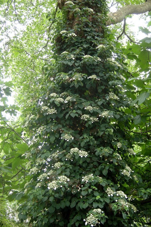  Climbing Hydrangea 'Petiolaris' - 5 Gallon Pot (4-5')