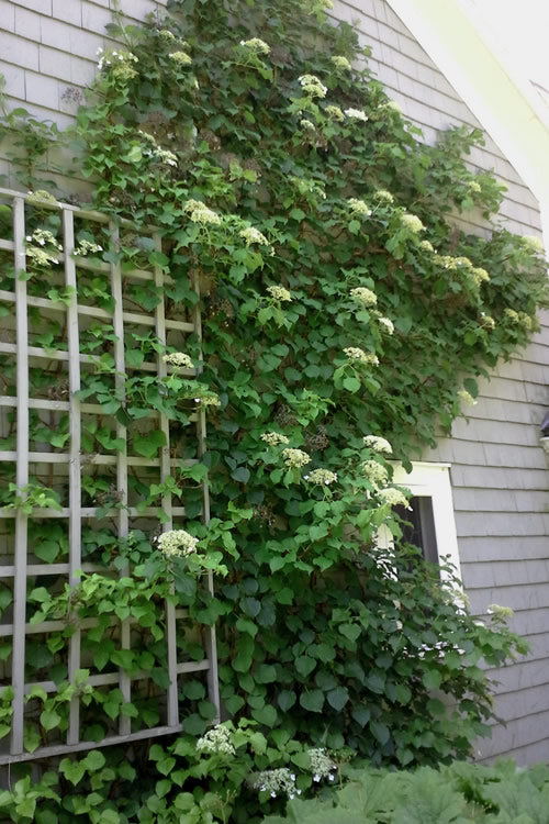 Climbing Hydrangea 'Petiolaris' - 2 Gallon Pot