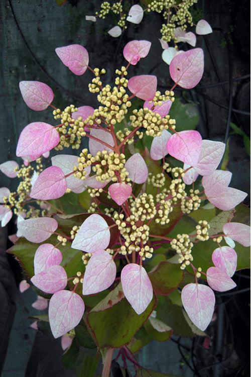  Pink Climbing Hydrangea - Schizophragma Hydrangeoides`Roseum' - 2 Gallon Pot