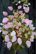  Pink Climbing Hydrangea - Schizophragma Hydrangeoides`Roseum' - 2 Gallon Pot