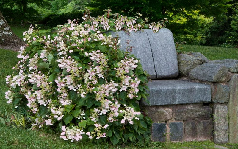  Pink Climbing Hydrangea - Schizophragma Hydrangeoides`Roseum' - 2 Gallon Pot